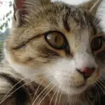 Meraklı bakışlarıyla dikkat çeken sevimli tekir kedi yakın çekim.