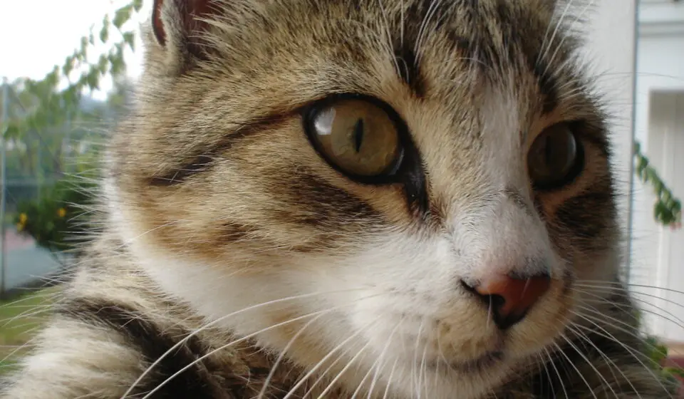 Meraklı bakışlarıyla dikkat çeken sevimli tekir kedi yakın çekim.